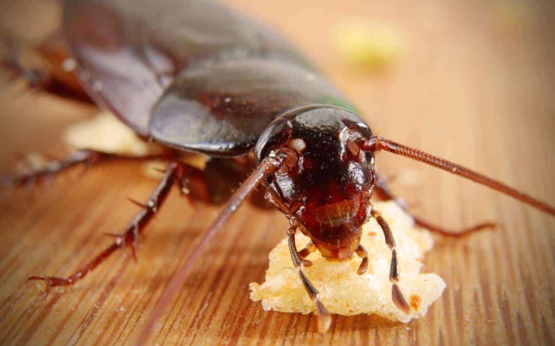 Stratégies pour prévenir la réinfestation de blattes dans les immeubles