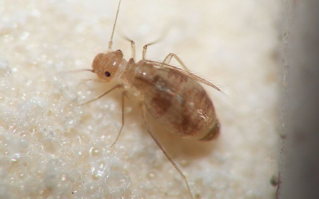 Prévention de l’humidité pour éviter l’invasion de psoques