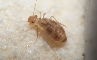 Blog 10 Prévention de l’humidité pour éviter l’invasion de psoques