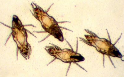 Blog 9 Pyémotes : cas d’études de succès d’élimination