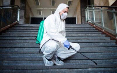 Désinsectisation : quand faire appel à un professionnel ?