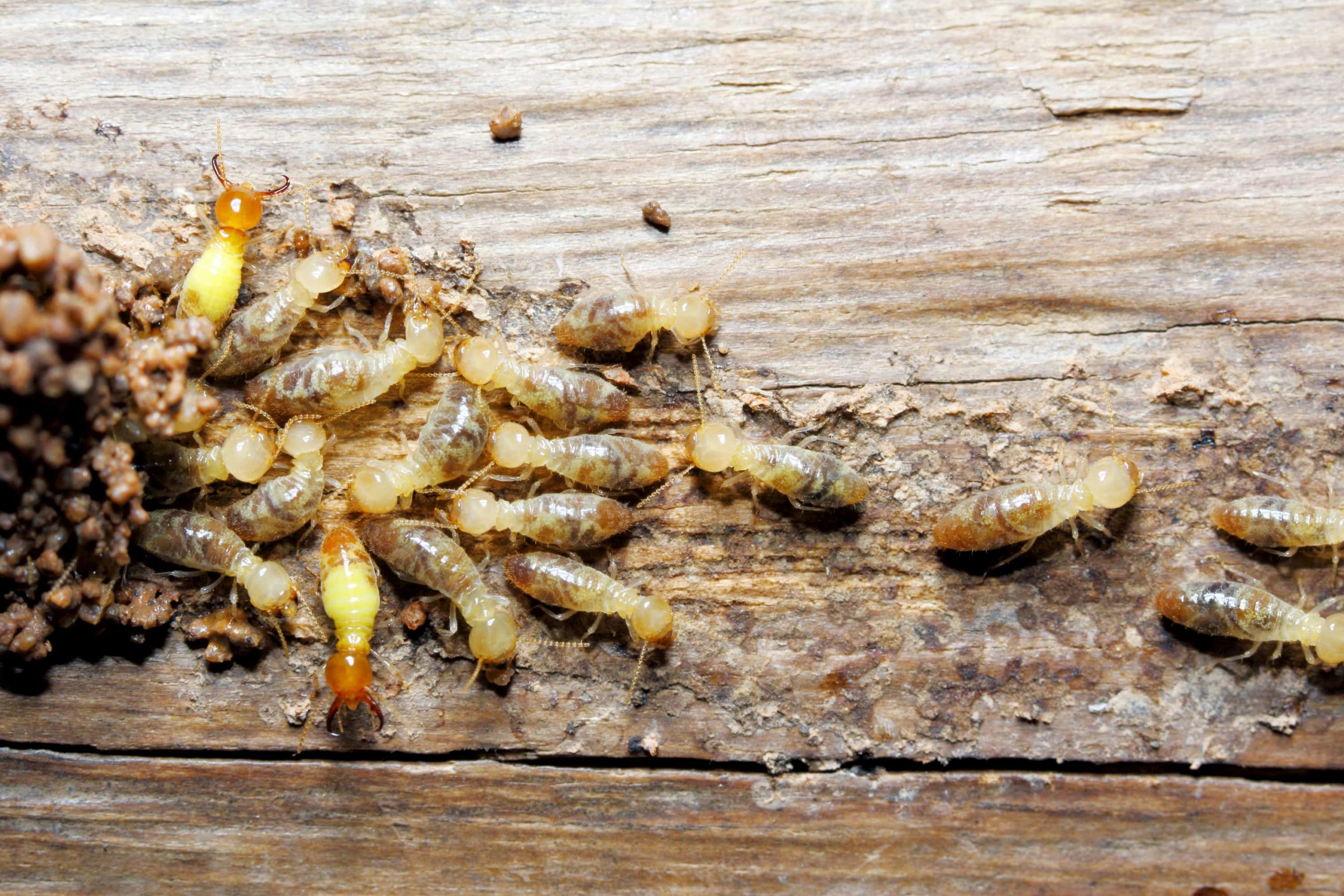 Le traitement du mobilier en bois contre les termites grâce aux tentes à chaleur