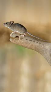 les appats anti rongeurs poisons puissants