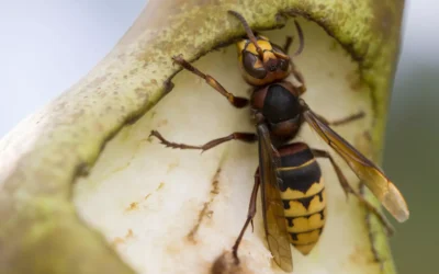 Nid de frelons : pourquoi il ne faut jamais intervenir seul