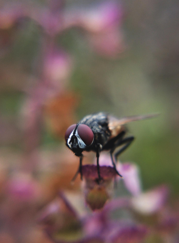 les solutions pour lutter contre les insectes volants et nuisibles