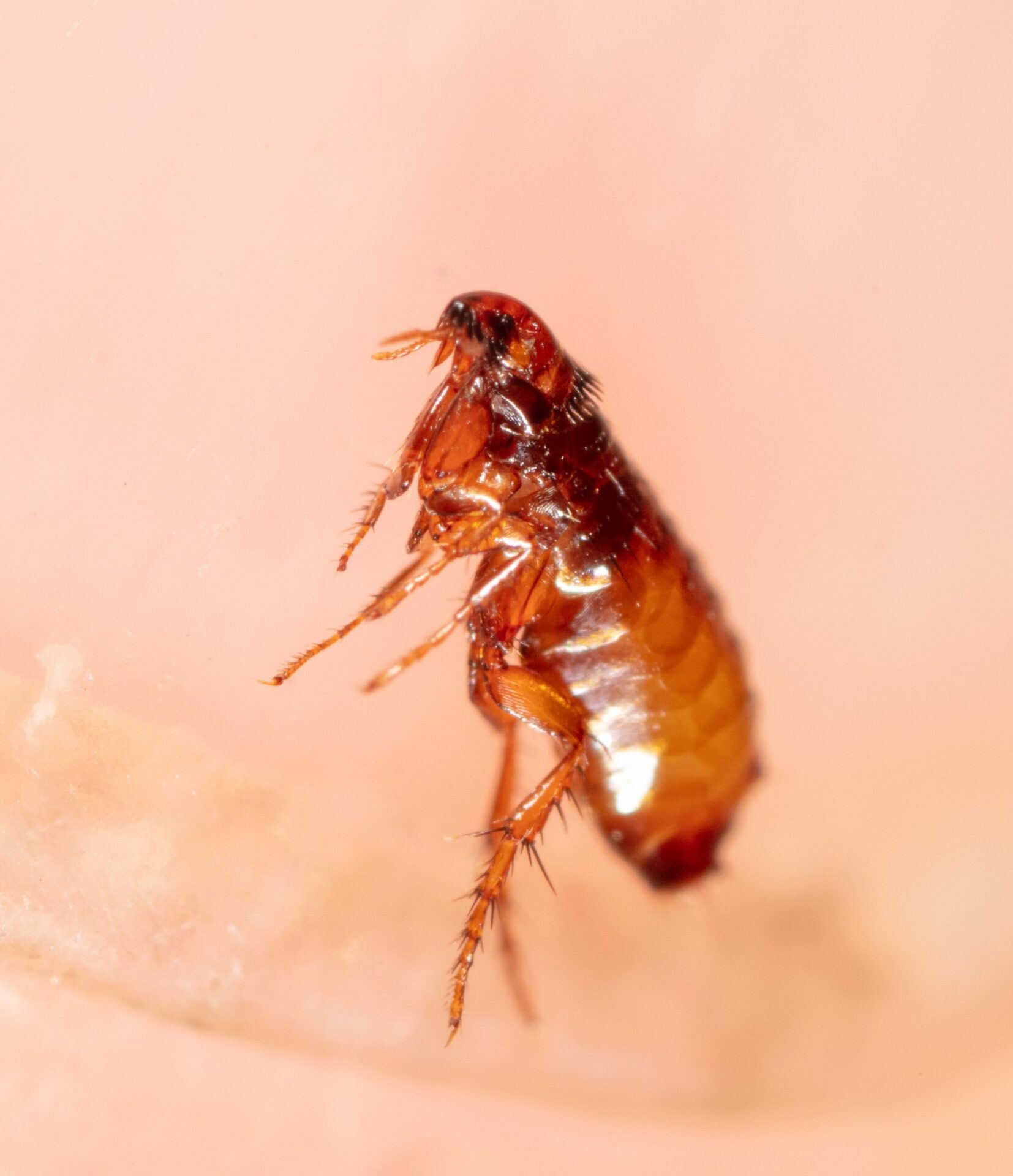 Entreprise-desinsectisation-guepes-nuisibles-chrono