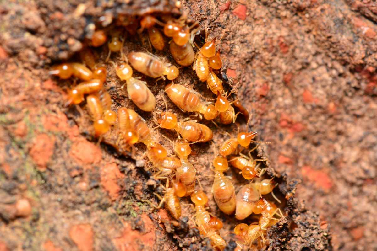 pourquoi faire appel a un professionnel pour traiter les termites