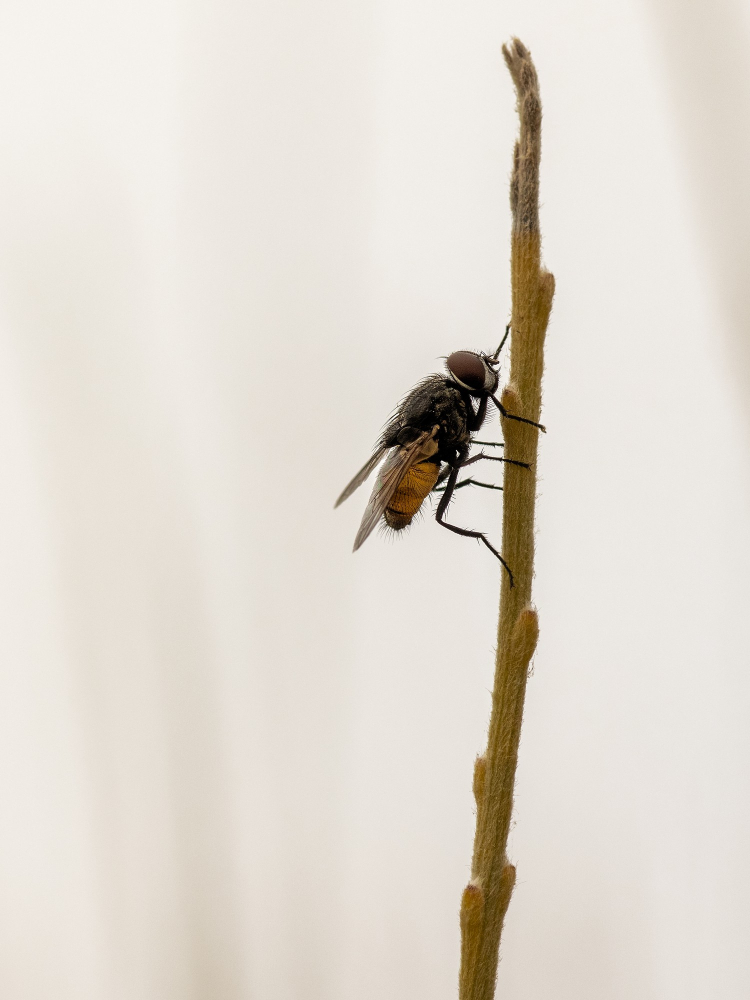 pourquoi les mouches et autres nuisibles sont ils