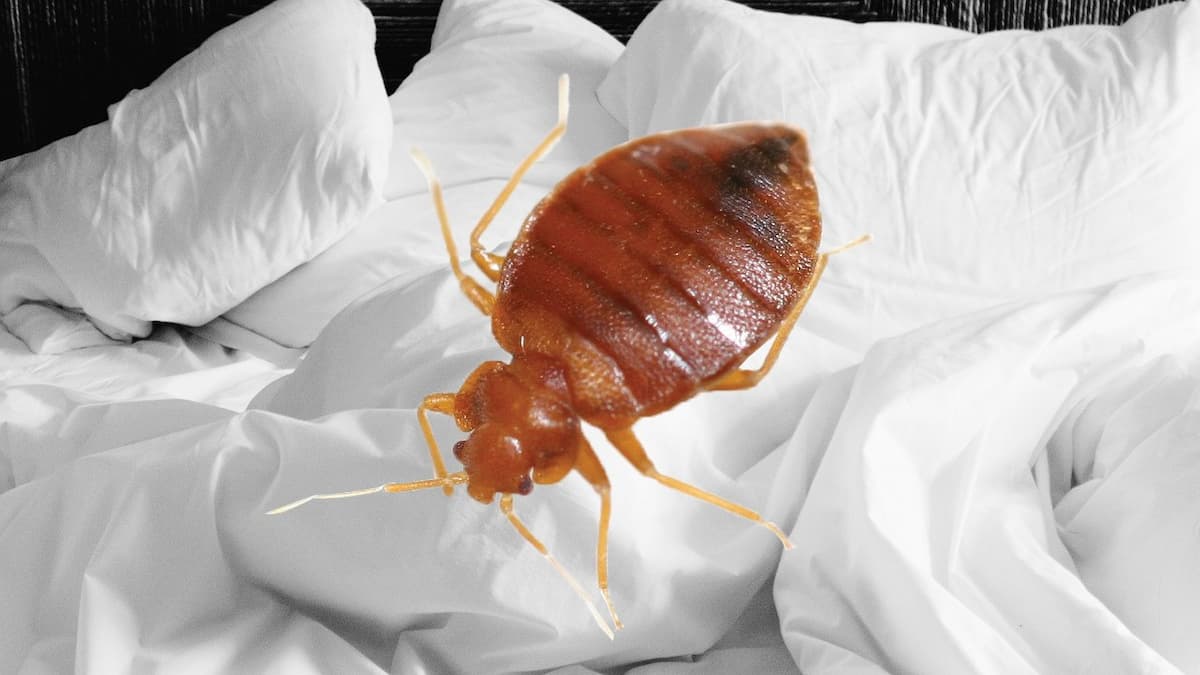 Dératisation Nuisibles Chrono