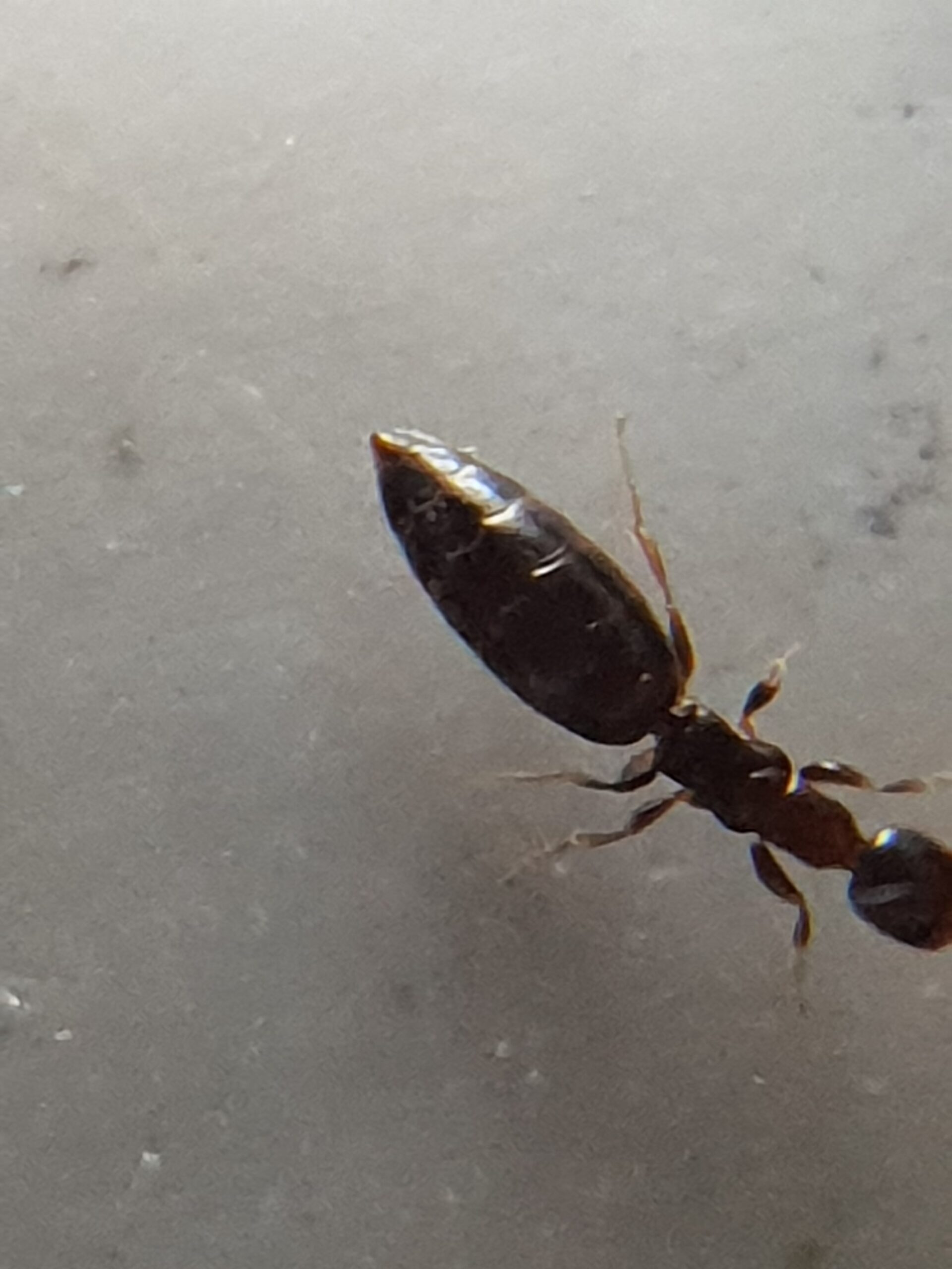 Le traitement à chaud ou à froid permet de tuer les insectes adultes et leurs larves sans endommager les maisons et les mobiliers.