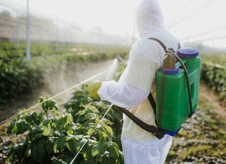 traitement vrillettes par injection