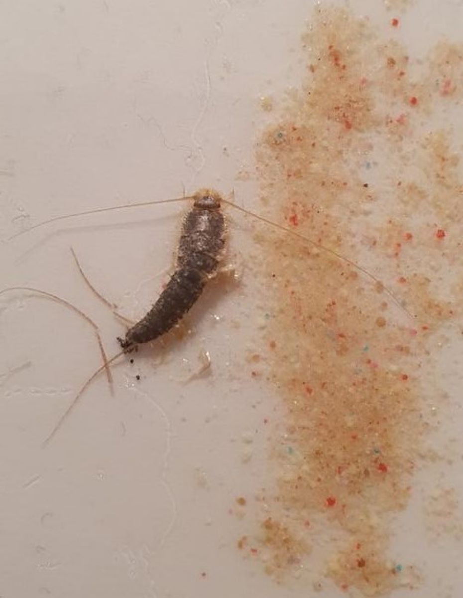 Quelles sont les pièges permettant de se débarrasser des poissons d’argent ? 