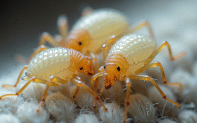 Piqûre d’acariens : comment identifier l’origine et agir efficacement