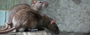 Comment identifier la présence de rats