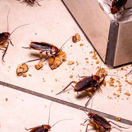 Traitement professionnel contre les cafards et blattes