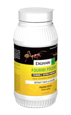 Traitement fourmi charpentière (Camponotus)
