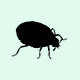 anthrenes-nuisibles-insectes-produits
