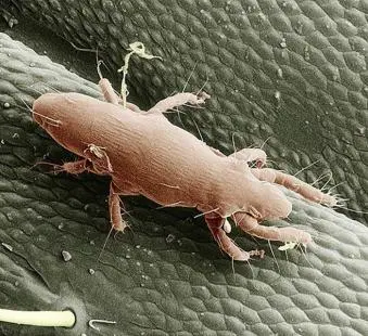Acarien pyémote vu au microscope électronique sur la surface d'une larve