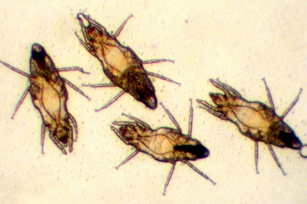 Plusieurs acariens vus au microscope sur fond clair