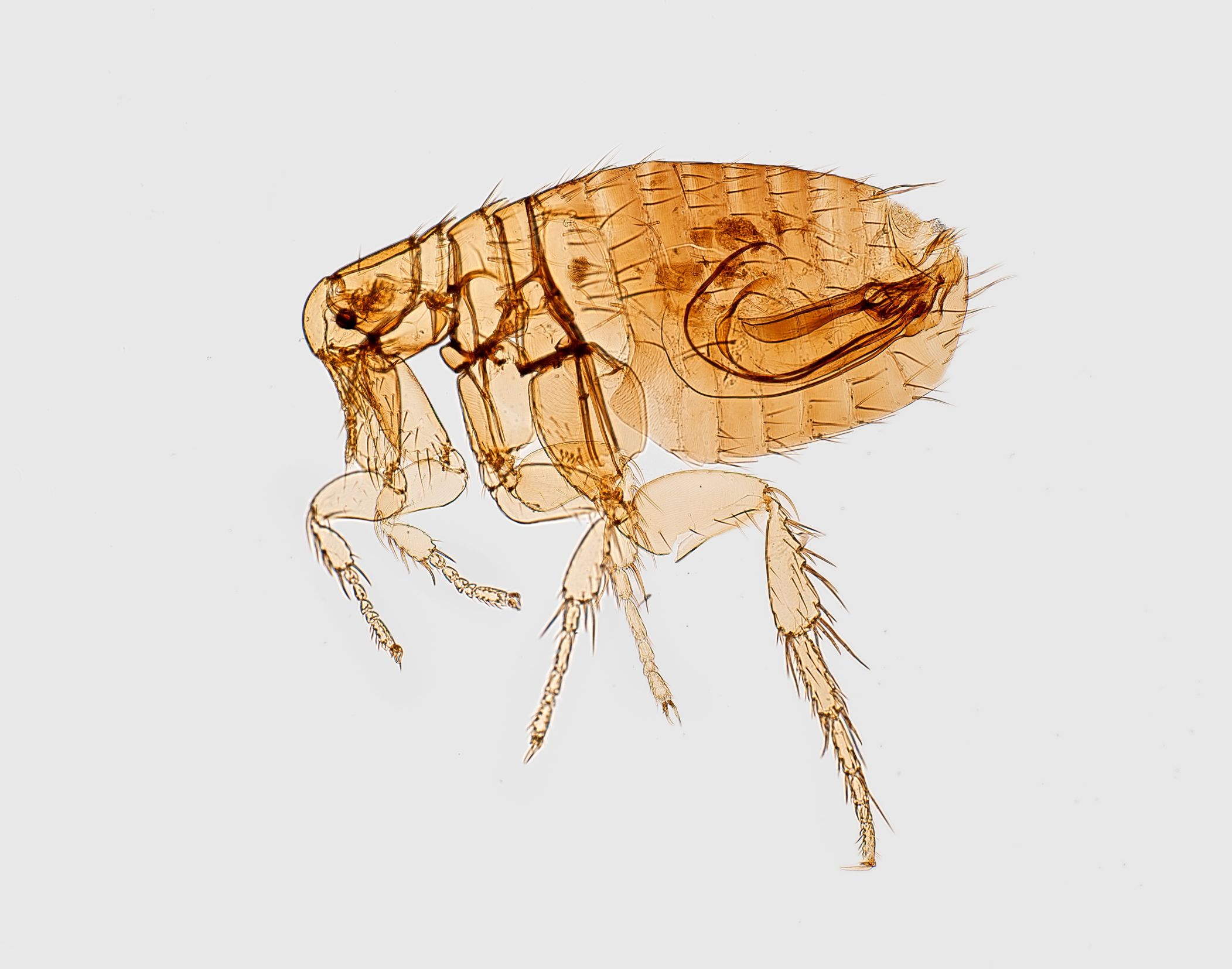 Puce du rat (Nosopsyllus fasciatus)