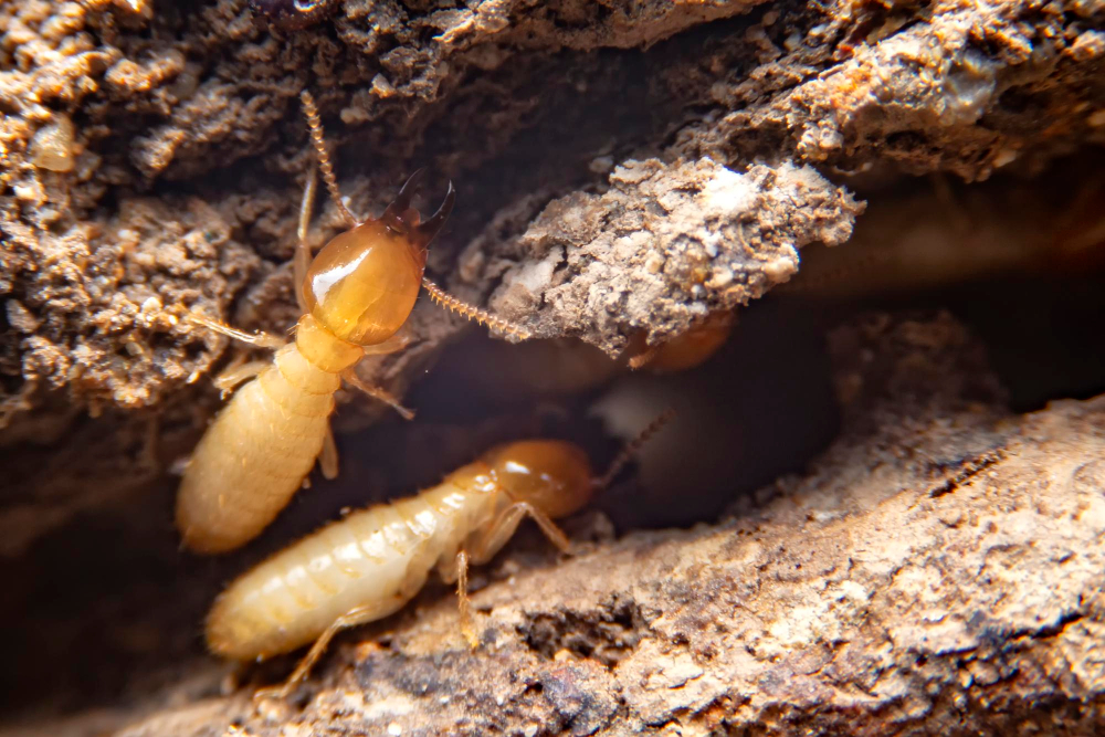 Deux termites ouvriers dans une galerie creusée dans le bois