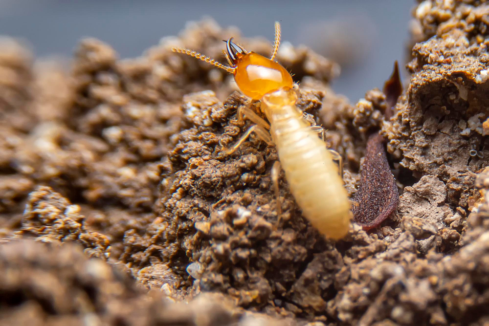 Termite ouvrier à l'entrée d'une galerie de terre