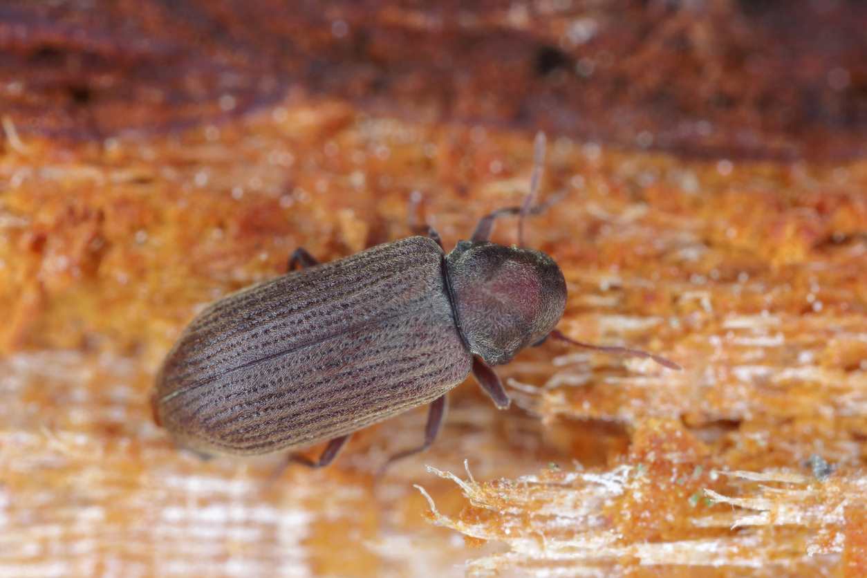 Petit coléoptère brun xylophage posé sur du bois