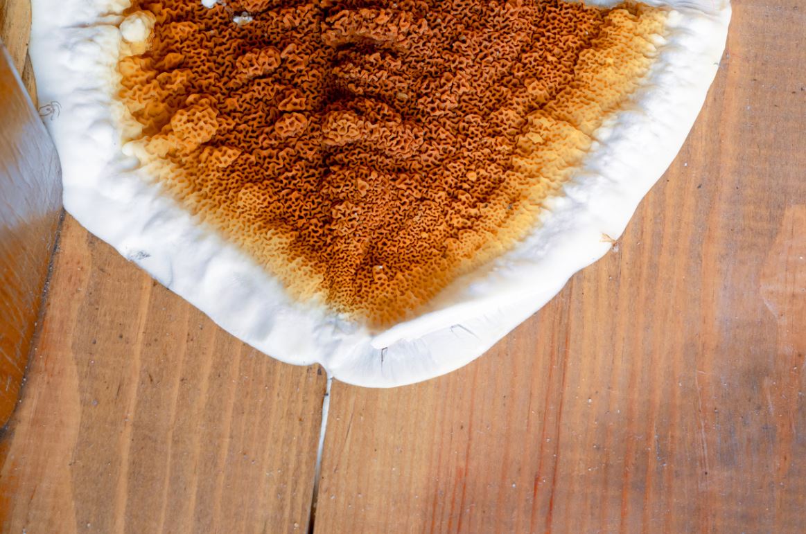 Fructification de mérule en forme de galette orangée sur une surface en bois