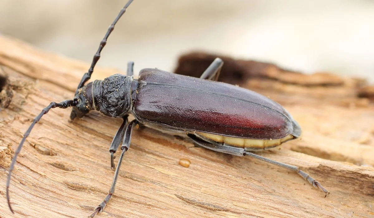 Capricorne adulte aux longues antennes posé sur une pièce de bois