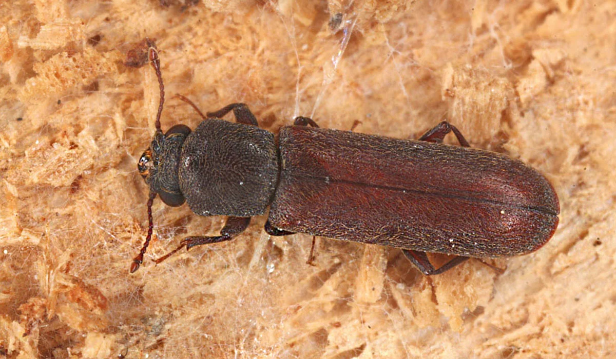 Coléoptère allongé brun-rouge sur de la sciure de bois