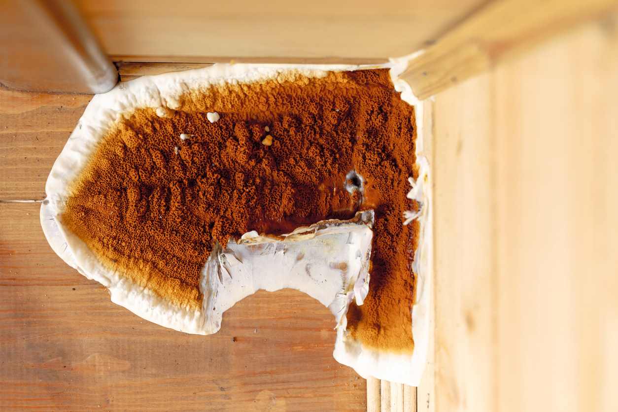 Fructification de mérule brun-orangé bordée de blanc sur des planches de bois