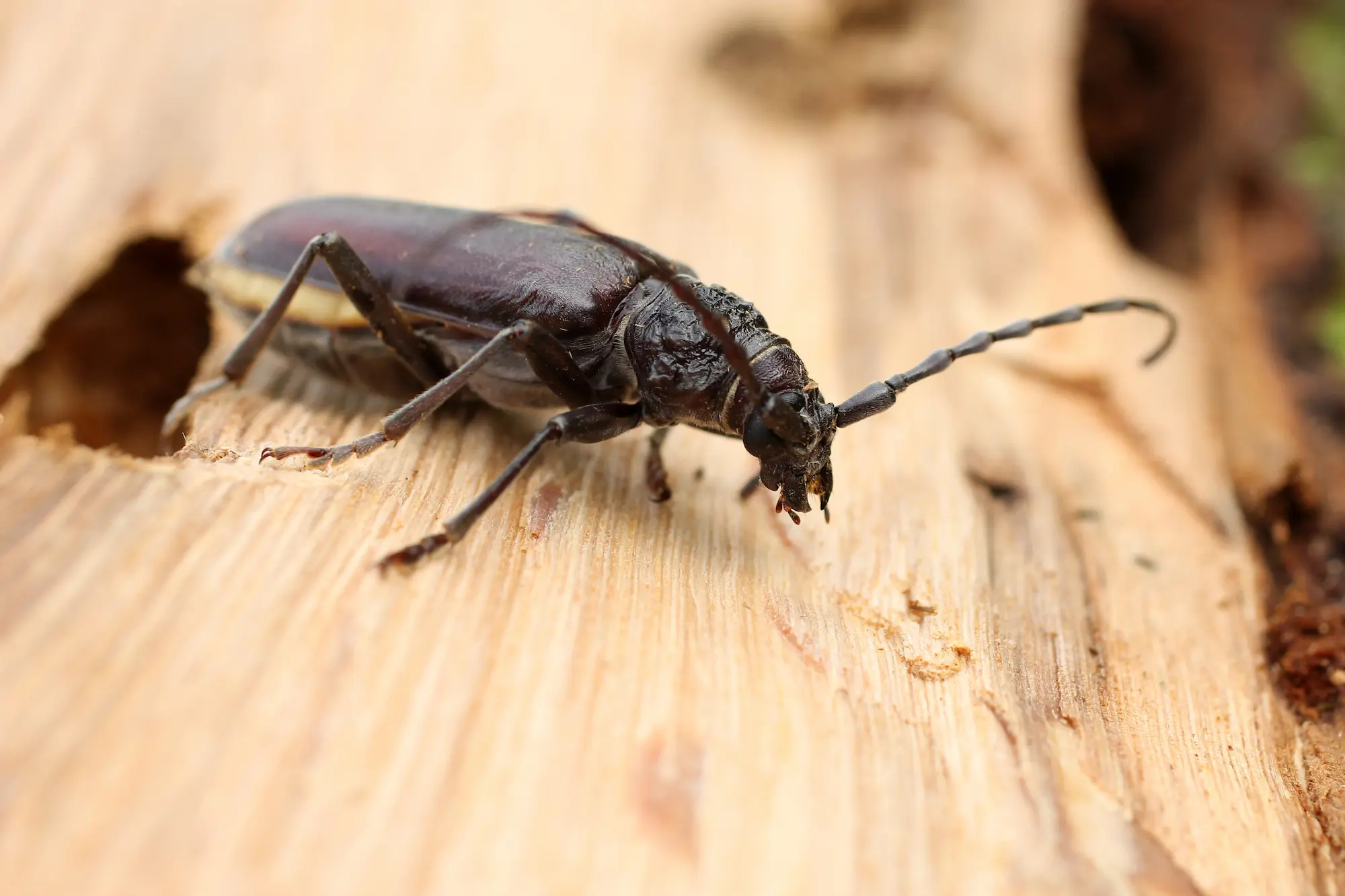 Capricorne sortant d'un trou ovale creusé dans une pièce de bois