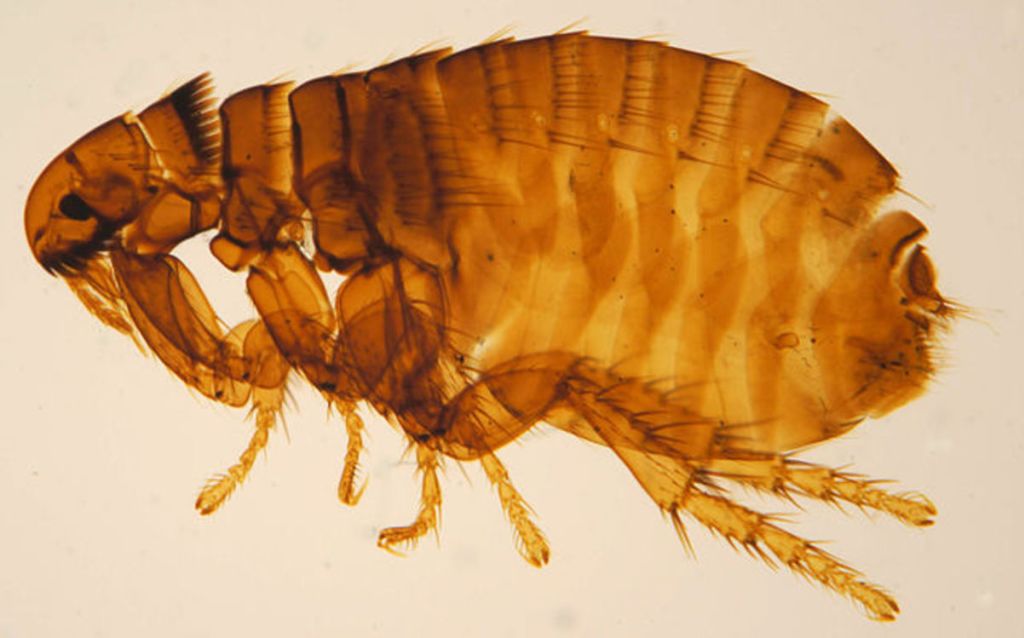 Puce du chien (Ctenocephalides canis)