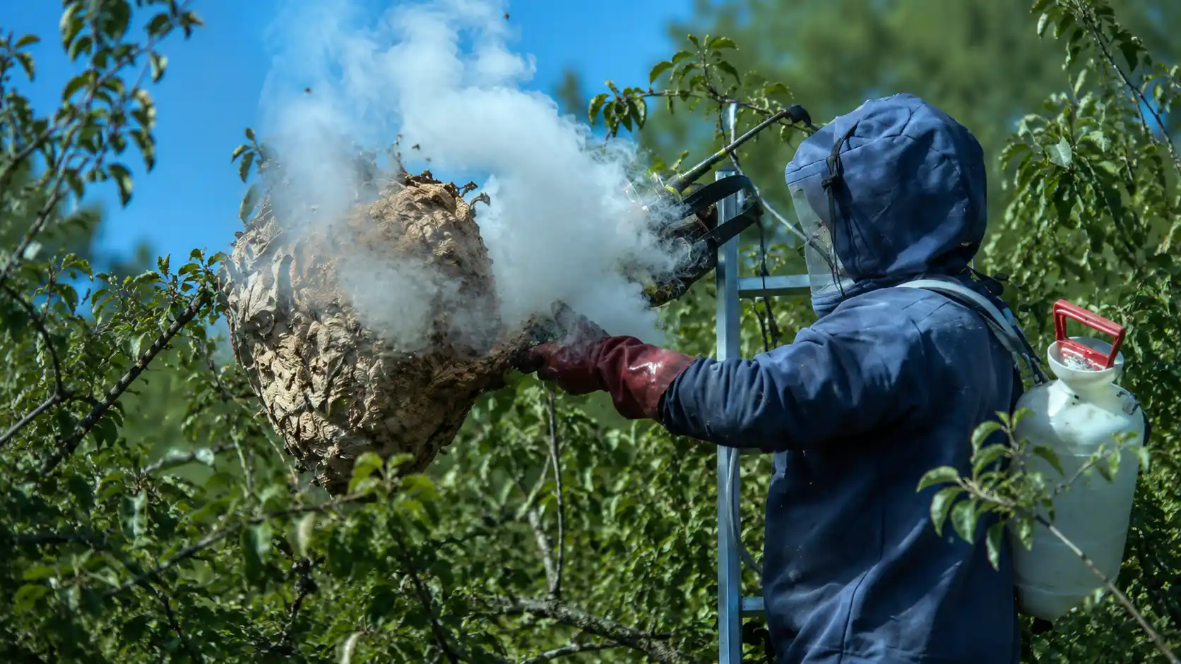 Destruction de nids de guêpes