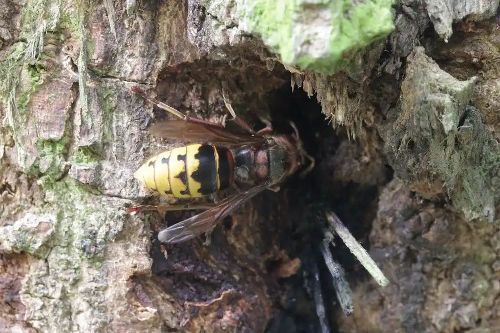 Frelon européen