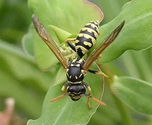 Poliste