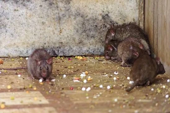 Rat noir (rat des greniers)