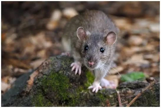 Rat surmulot (rat d'égout)