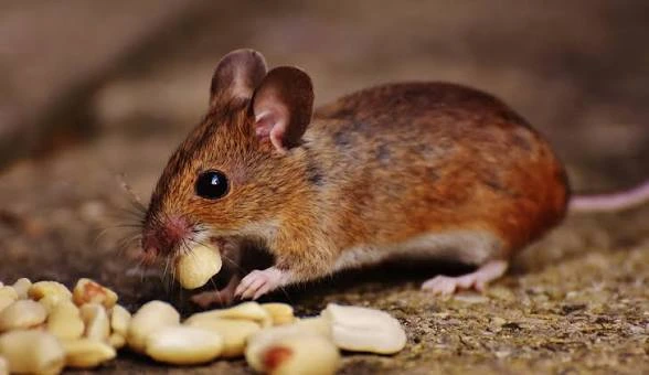 Souris domestique