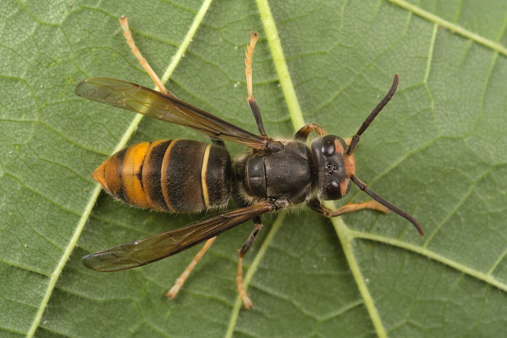 Vespa velutina (espèce asiatique)