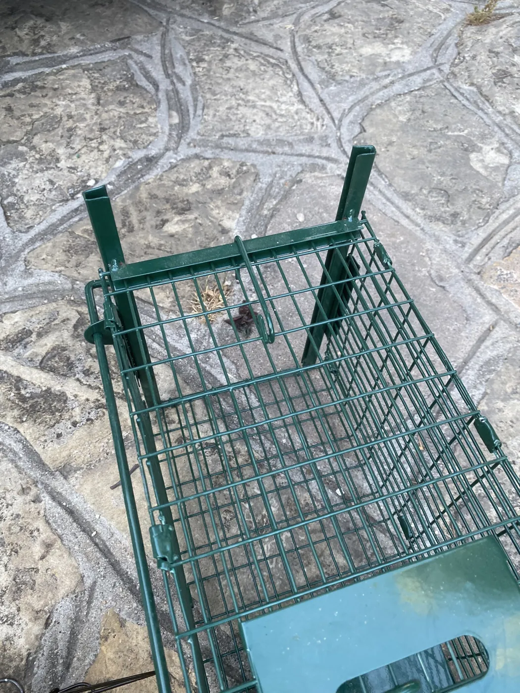 Cage de capture posée sur un passage de rongeurs à Trets