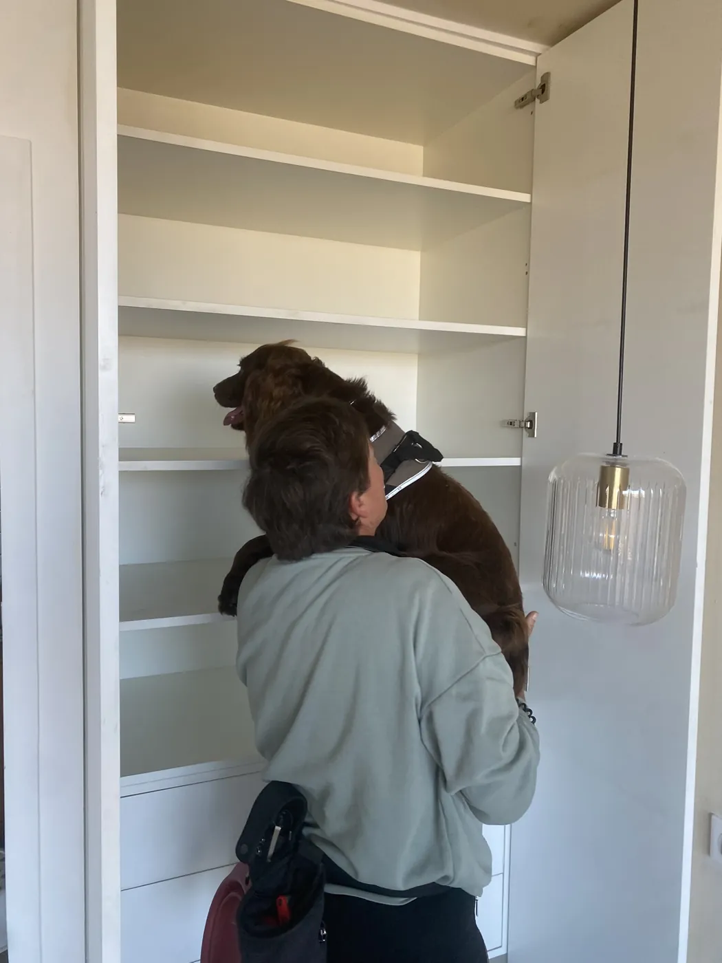 Chien de détection des punaises de lit inspectant un placard à Marseille