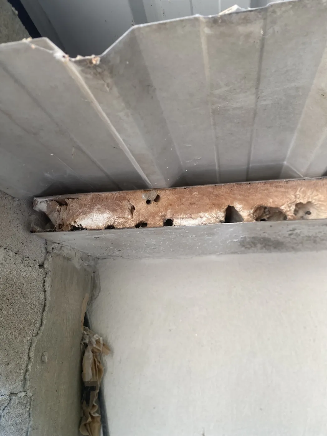 Nid de frelons logé dans l'angle d'une toiture à Gardanne