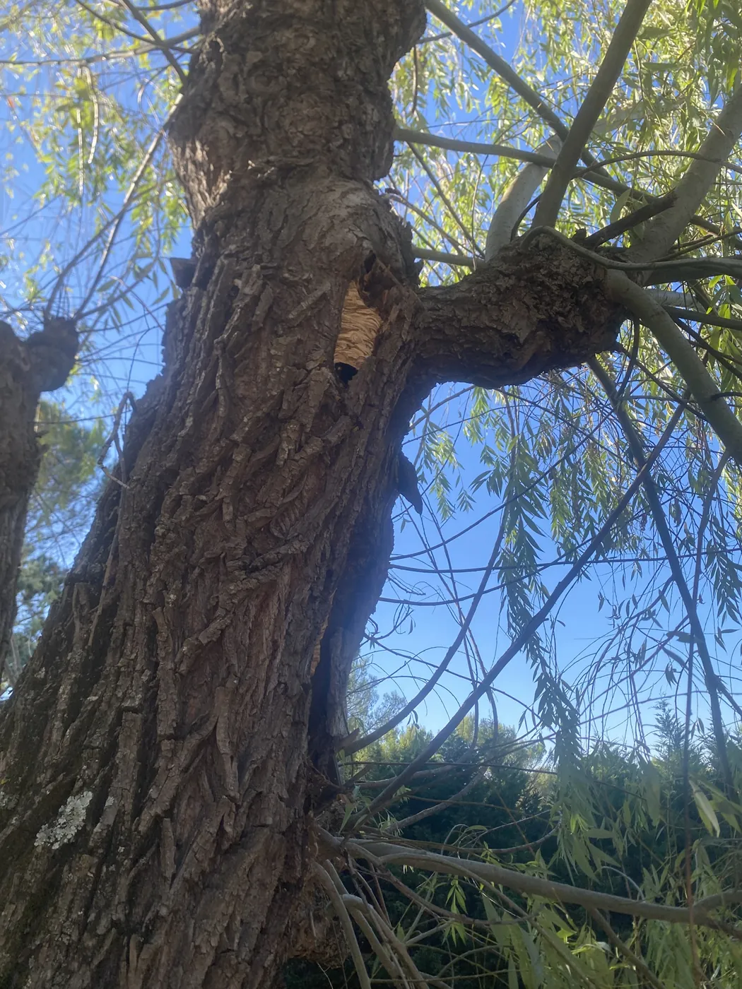Nid de frelons dans le creux d'un tronc d'arbre à Rousset