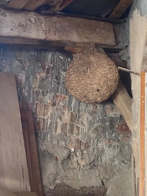 Nid de frelons contre un mur en pierre sous un avant-toit à Trets