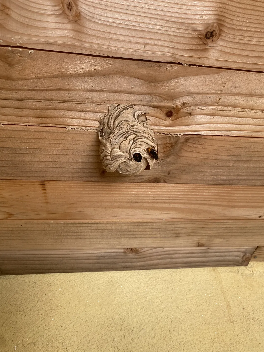 Nid de frelons en formation sous un habillage en bois à Aix-en-Provence