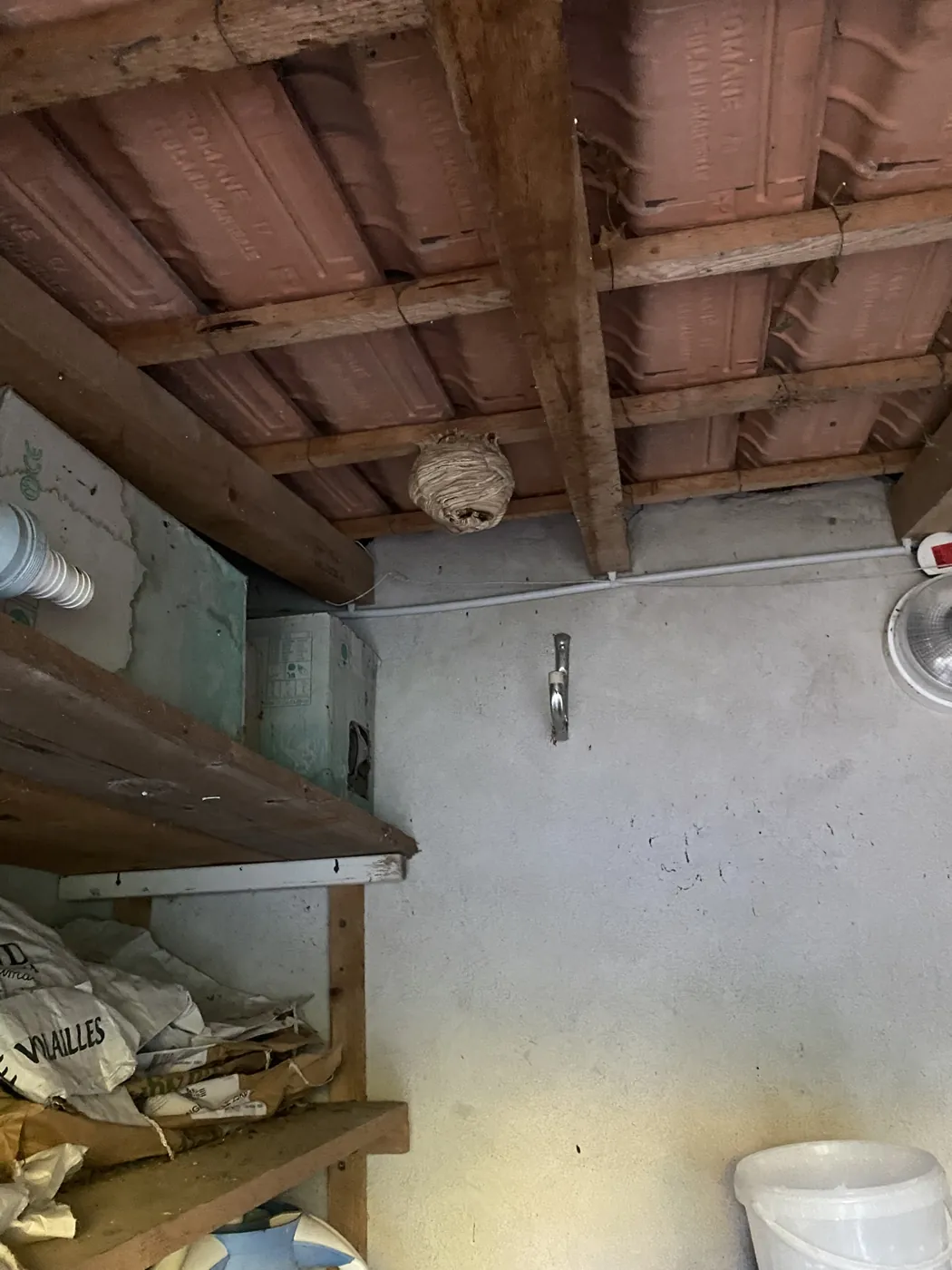 Nid de frelons accroché sous une toiture à Marseille