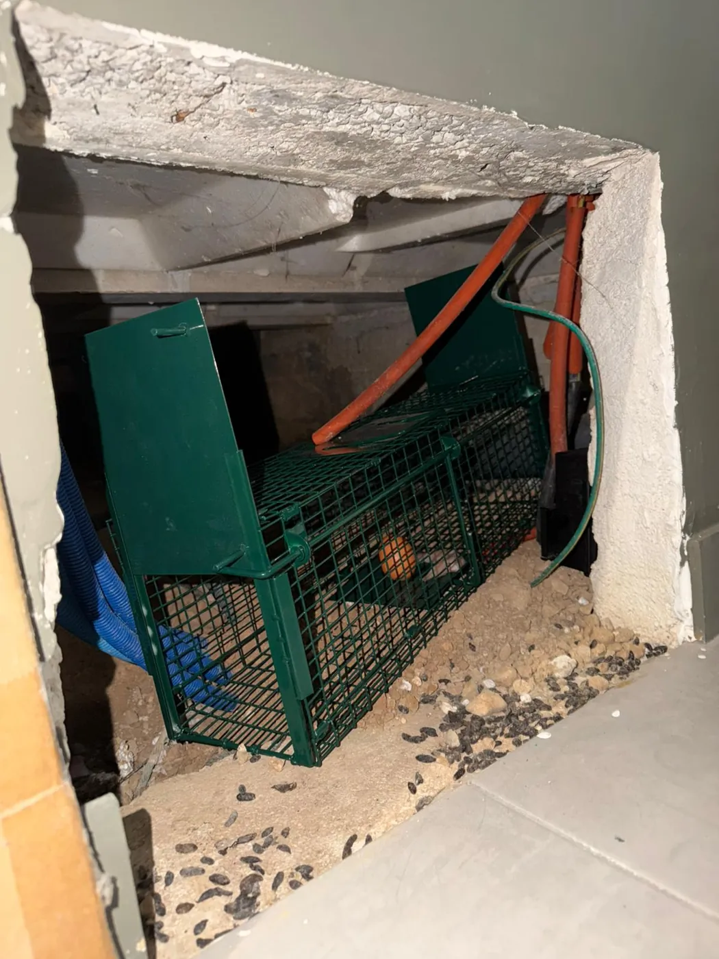 Cage de capture posée à l'entrée d'un vide sanitaire à Aubagne