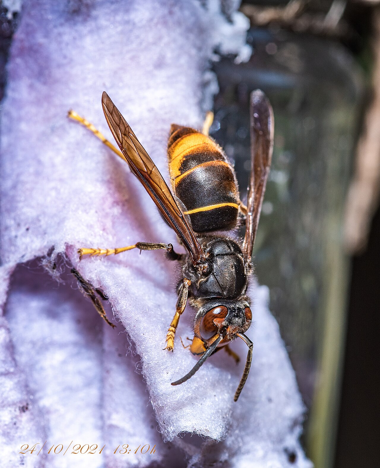 Vespa velutina (espèce asiatique)