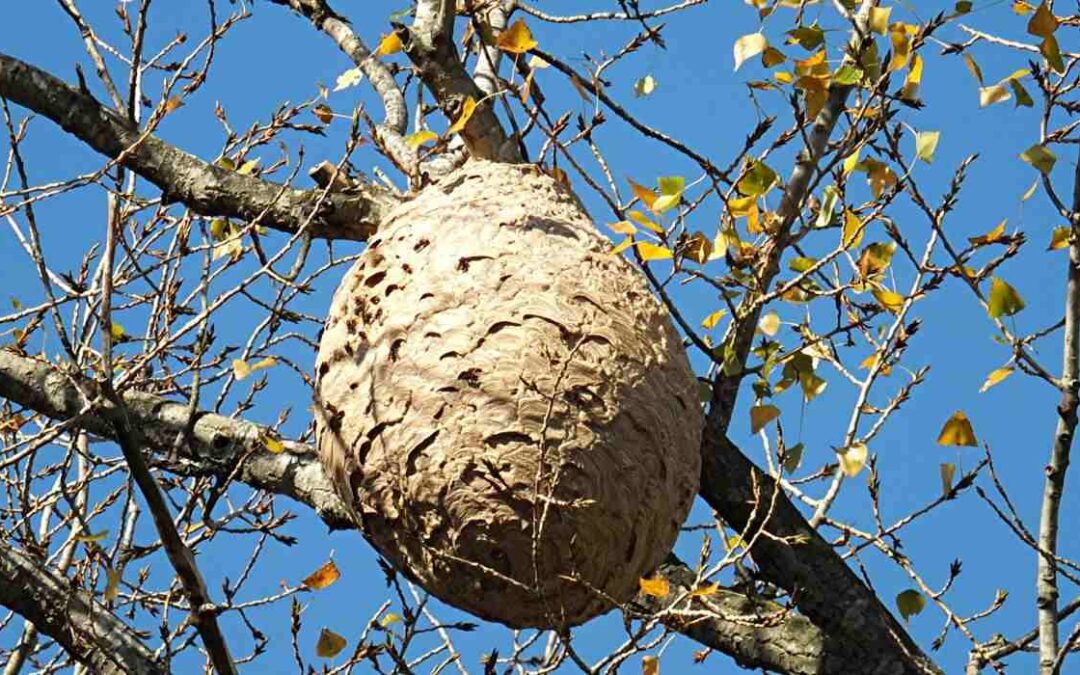 Nids en hauteur